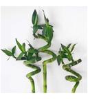 Lucky Bamboo