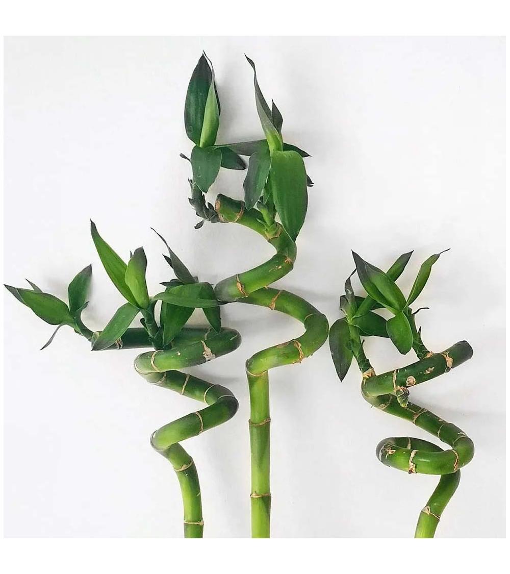 Dracaena Lucky Bamboo