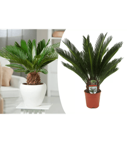 Cycas Intérieur