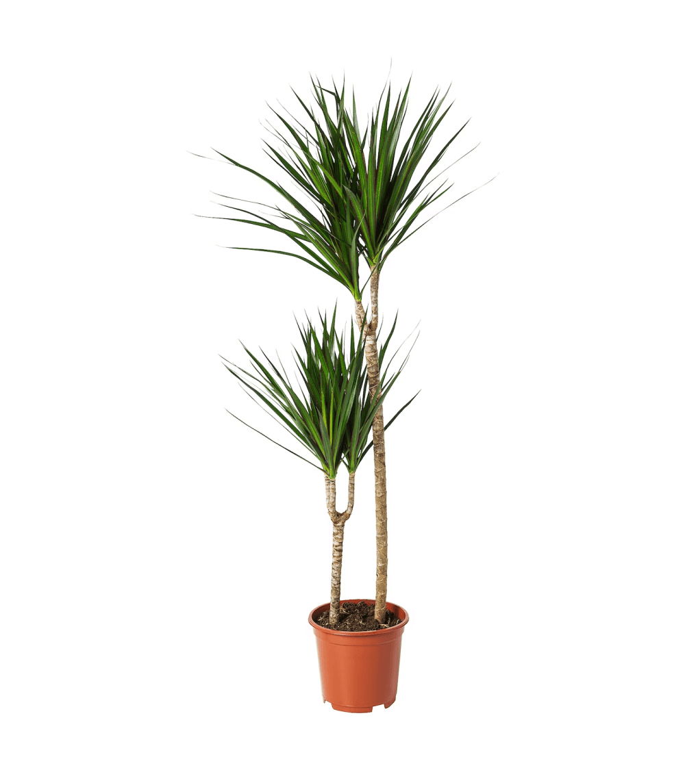 Dracaena Marginata
