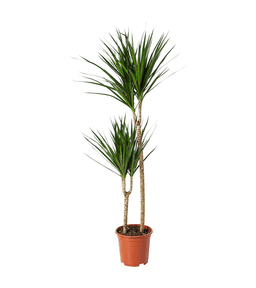 Dracaena Marginata
