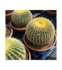 Cactus Echinocactus Grusonii