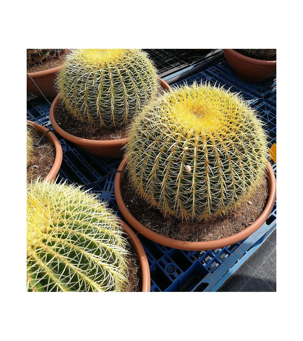 Cactus Echinocactus Grusonii