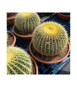 Cactus Echinocactus Grusonii