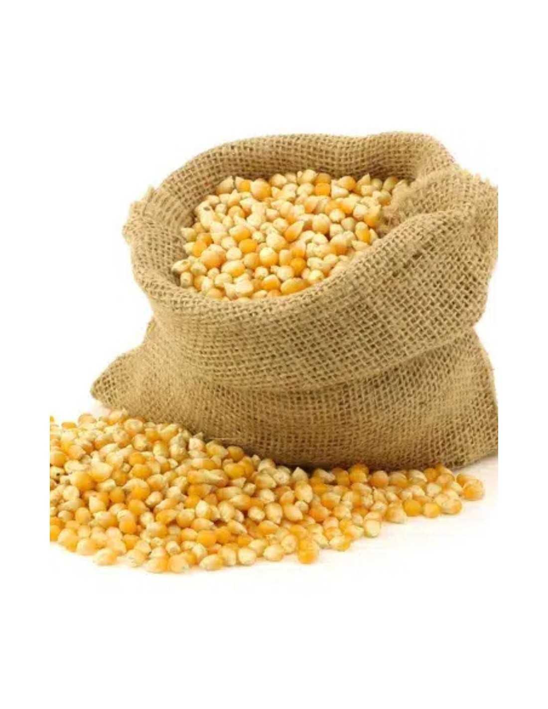 Mais en grain