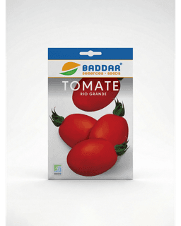 Baddar SEMENCE TOMATE RIO GRANDE BADDAR