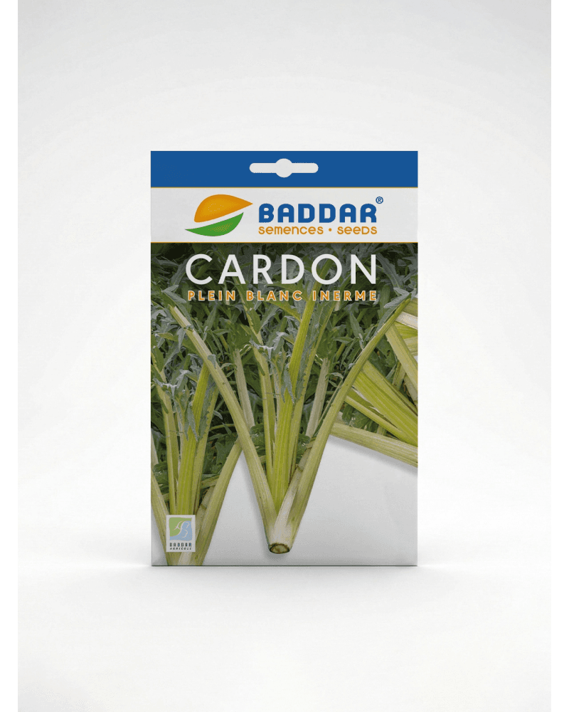 Baddar SEMENCE CARDON BADDAR