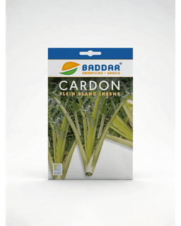 Baddar SEMENCE CARDON BADDAR