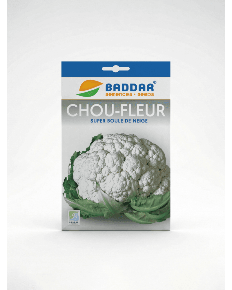 Baddar SEMENCE CHOU FLEUR BOULE DE NEIGRE BADDAR