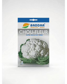 Baddar SEMENCE CHOU FLEUR BOULE DE NEIGRE BADDAR