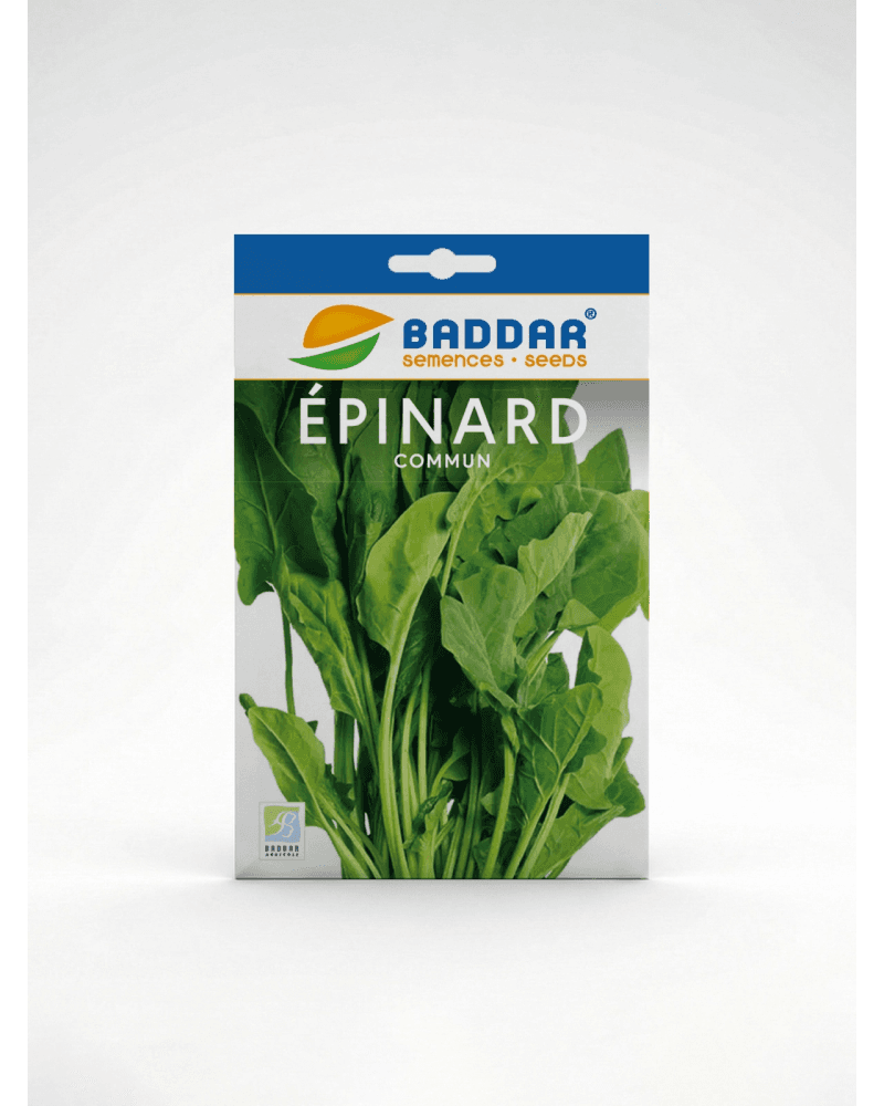Baddar SEMENCE EPINARD COMMUN BADDAR