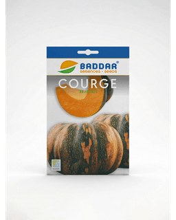 Baddar SEMENCE COURGE BEJAOUI BADDAR