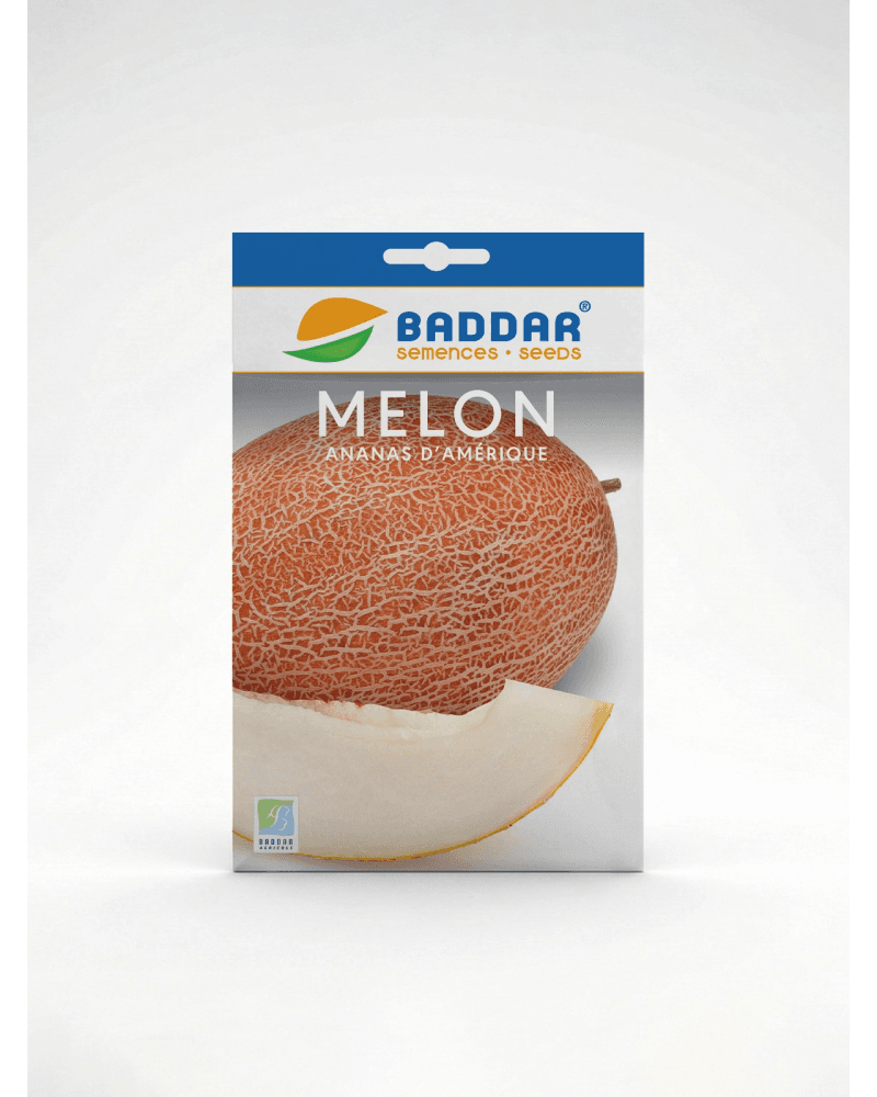 Baddar SEMENCE MELON ANANAS AMERIQUE