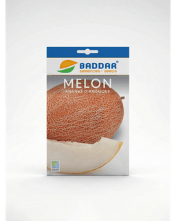 Baddar SEMENCE MELON ANANAS AMERIQUE