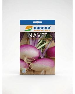 Baddar SEMENCE NAVET APLATI A COLLET VIOLLET GABSI BADDAR