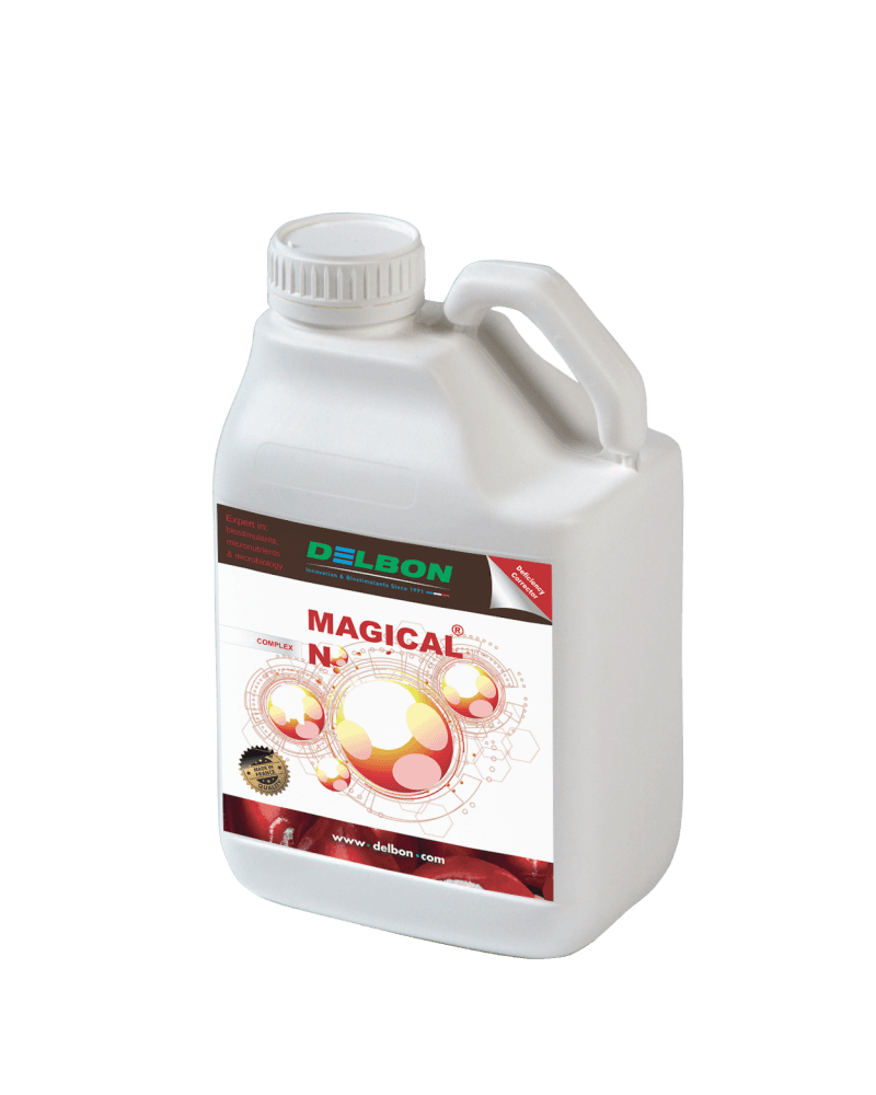 DELBON Magical N