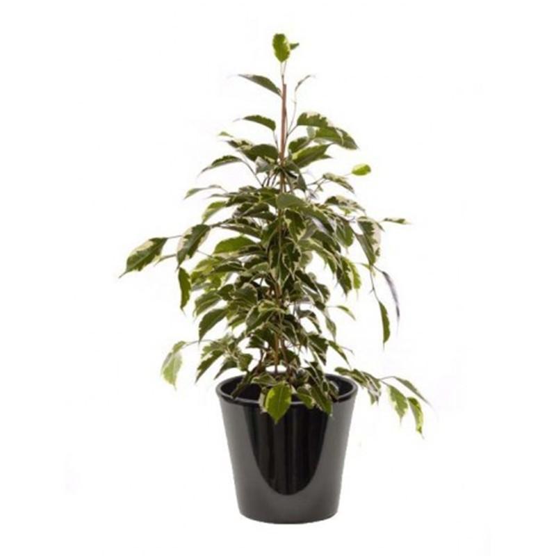 Ficus golden
