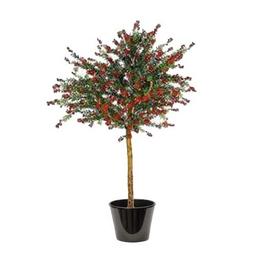 Callistemon speciosus