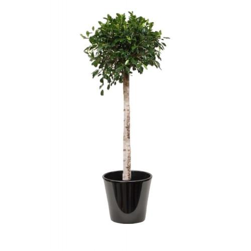 Ficus nitida