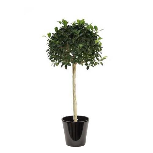 Ficus australis
