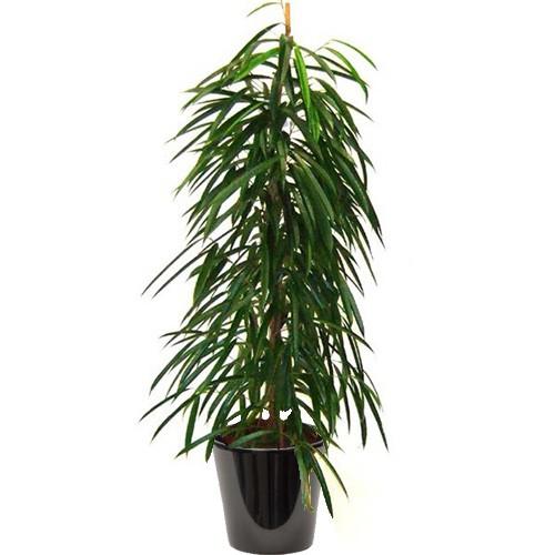 Ficus alii