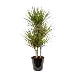 Dracaena bicolor