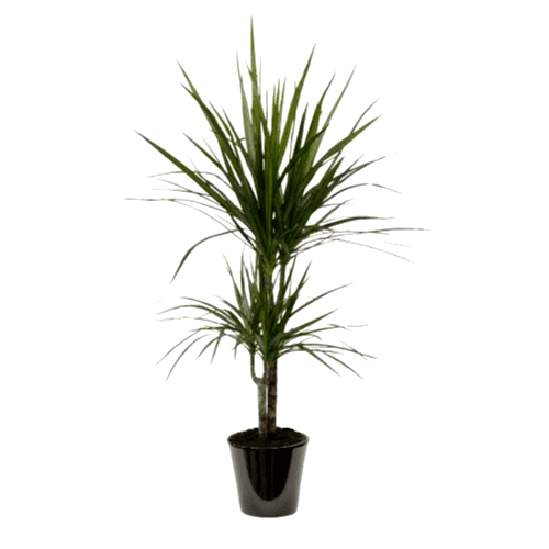 Dracaena marginata