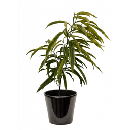 Ficus alii panaché