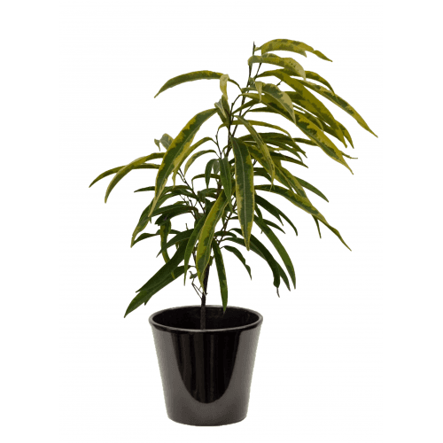 Ficus alii panaché