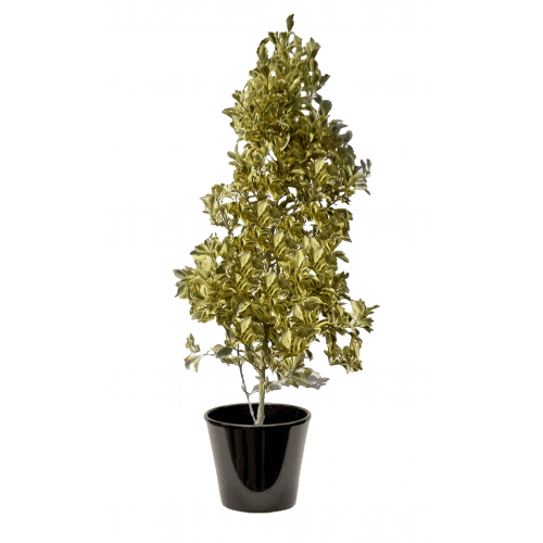Ficus exotica