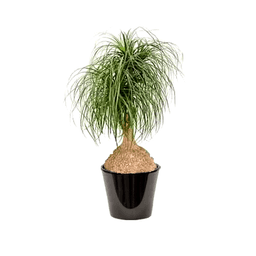 Beaucarnea recurvata