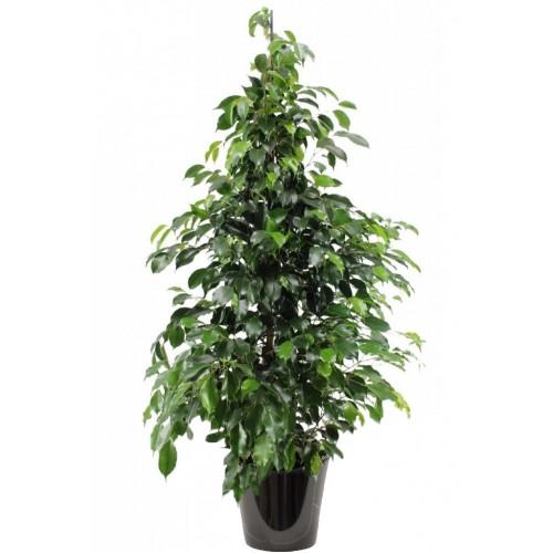 Ficus Danielle