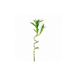 Lucky bamboo