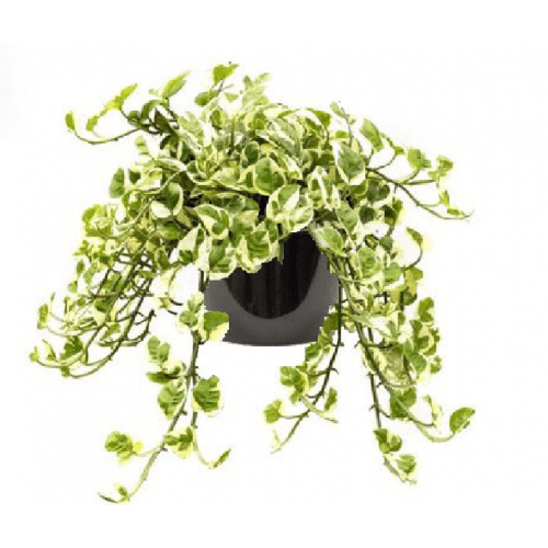 Pothos panaché