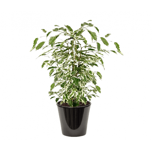 Ficus Starlight