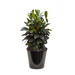 ficus cyathistipulata