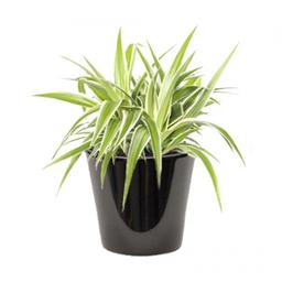 CHLOROPHYTUM PANACHé