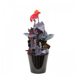 Canna a feuille