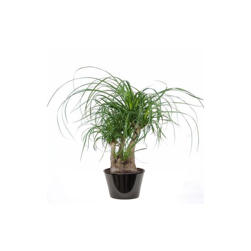 Nolina recurvata