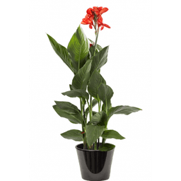 Canna feuille verte