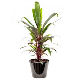 Cordyline fructicosa