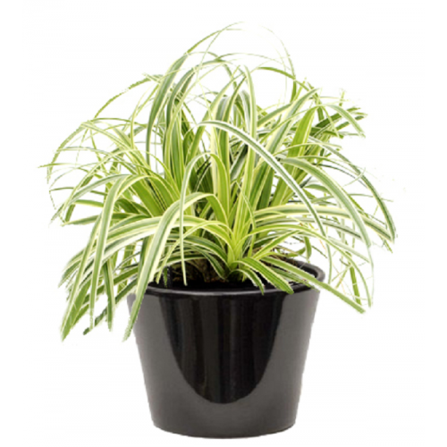 Carex panaché