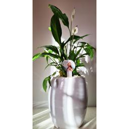 Plante D'intérieur