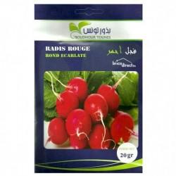 Graines semis Radis فجل أحمر