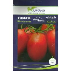 Graines semis Tomates Rio Grande طماطم