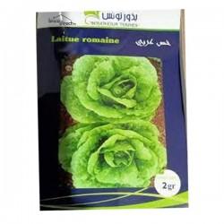 Graines semis Laitue Romaine خس عربي