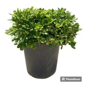 pittosporum nain