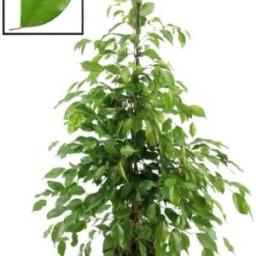 Ficus benjamina