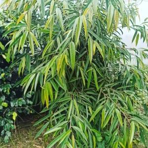 Ficus ‘Alii