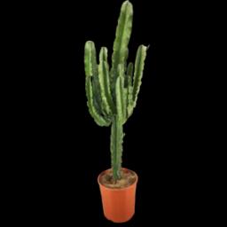 Cactus Euphorbia Ingens